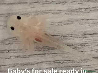 Axolotl reptiles Baby axolotls - Advert 1