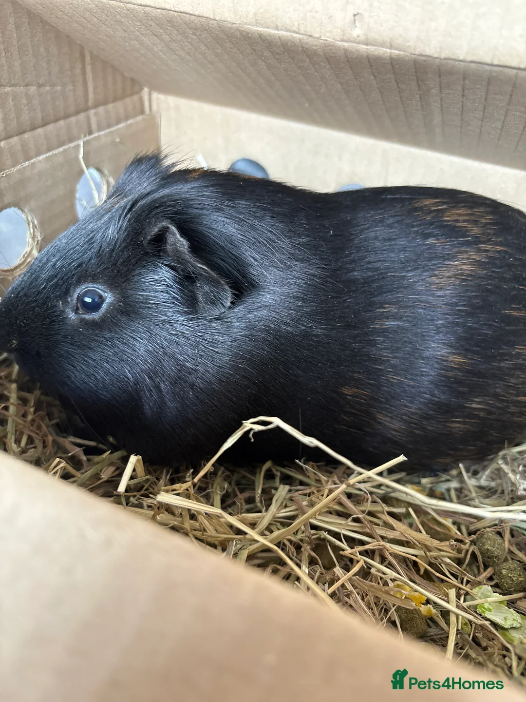 Guinea Pig rodents for sale: Black&brown Guinea Pig with Big Cage in Leicester - Advert 2