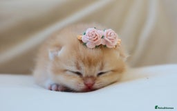 British Shorthair cats for sale: Golden Kittens - Ready December - Reg & Licensed - Image 9