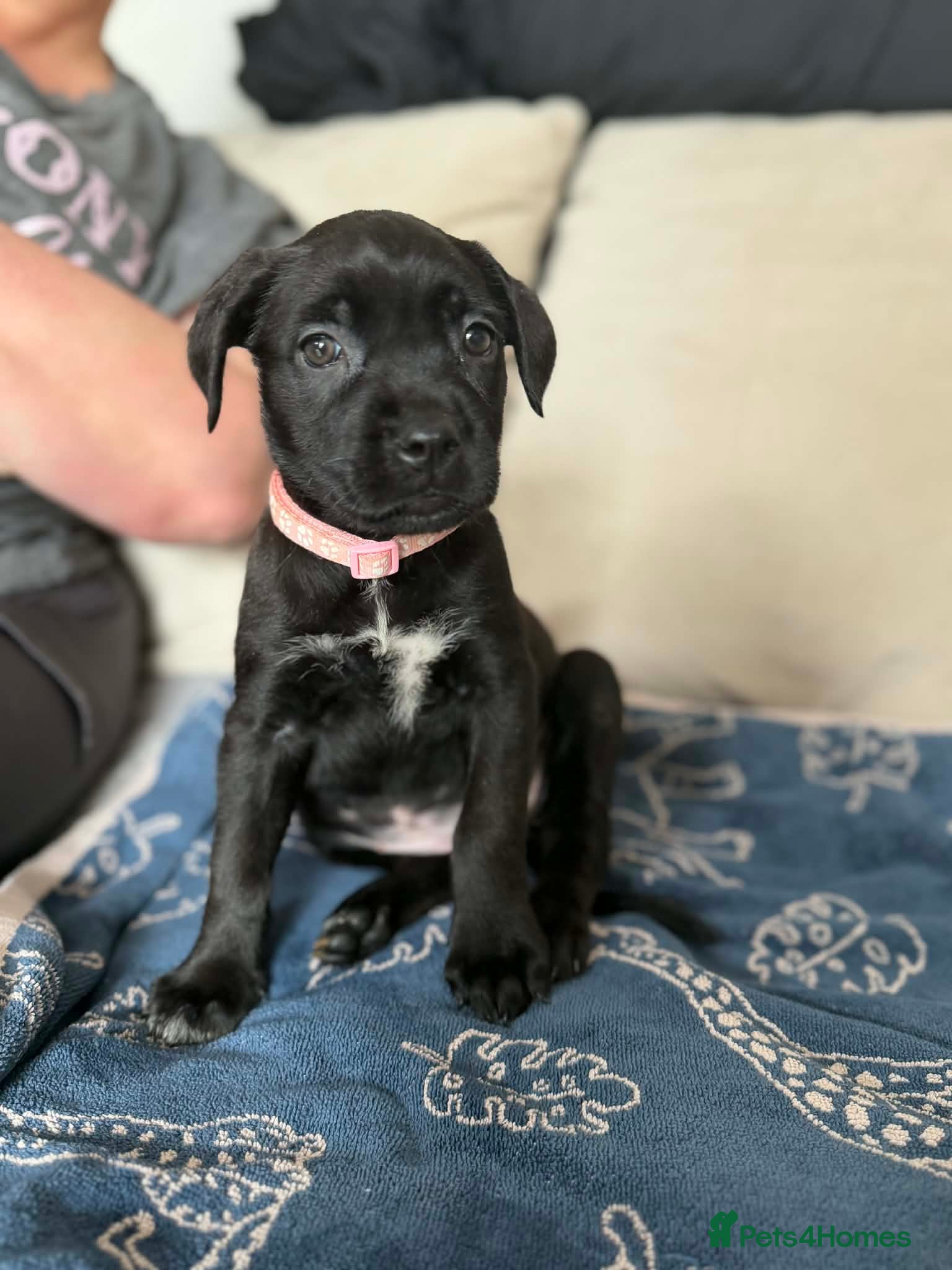 Mixed Breed dogs Cane Corso x Belgian Malinois Puppies –Hand-Reared - Advert 10