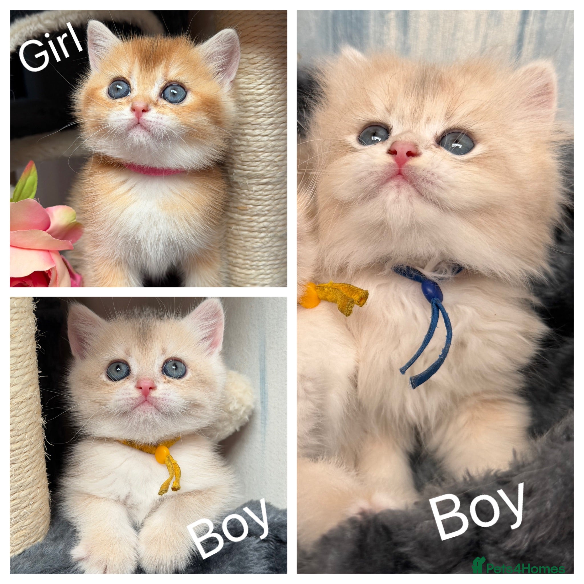 British Shorthair cats British shorthair blue golden kittens GCy - Advert 2