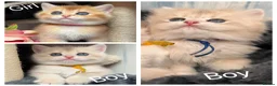 British Shorthair cats for sale: British shorthair blue golden kittens GCy - Advert 1