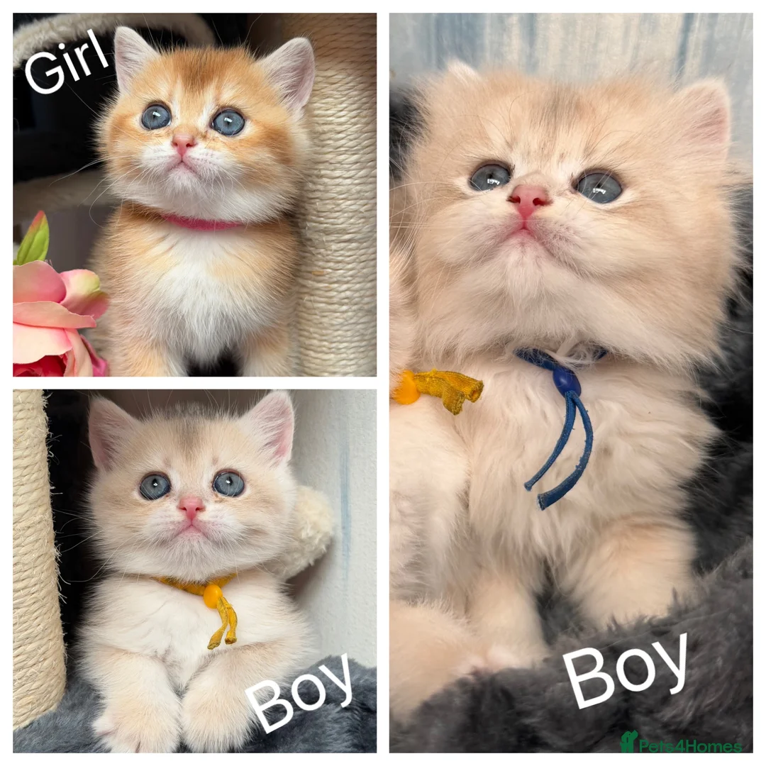British Shorthair cats for sale: British shorthair blue golden kittens GCy - Advert 1