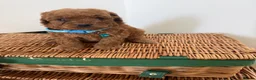 Cavapoo dogs for sale: Luxury cavapoos - Advert 5