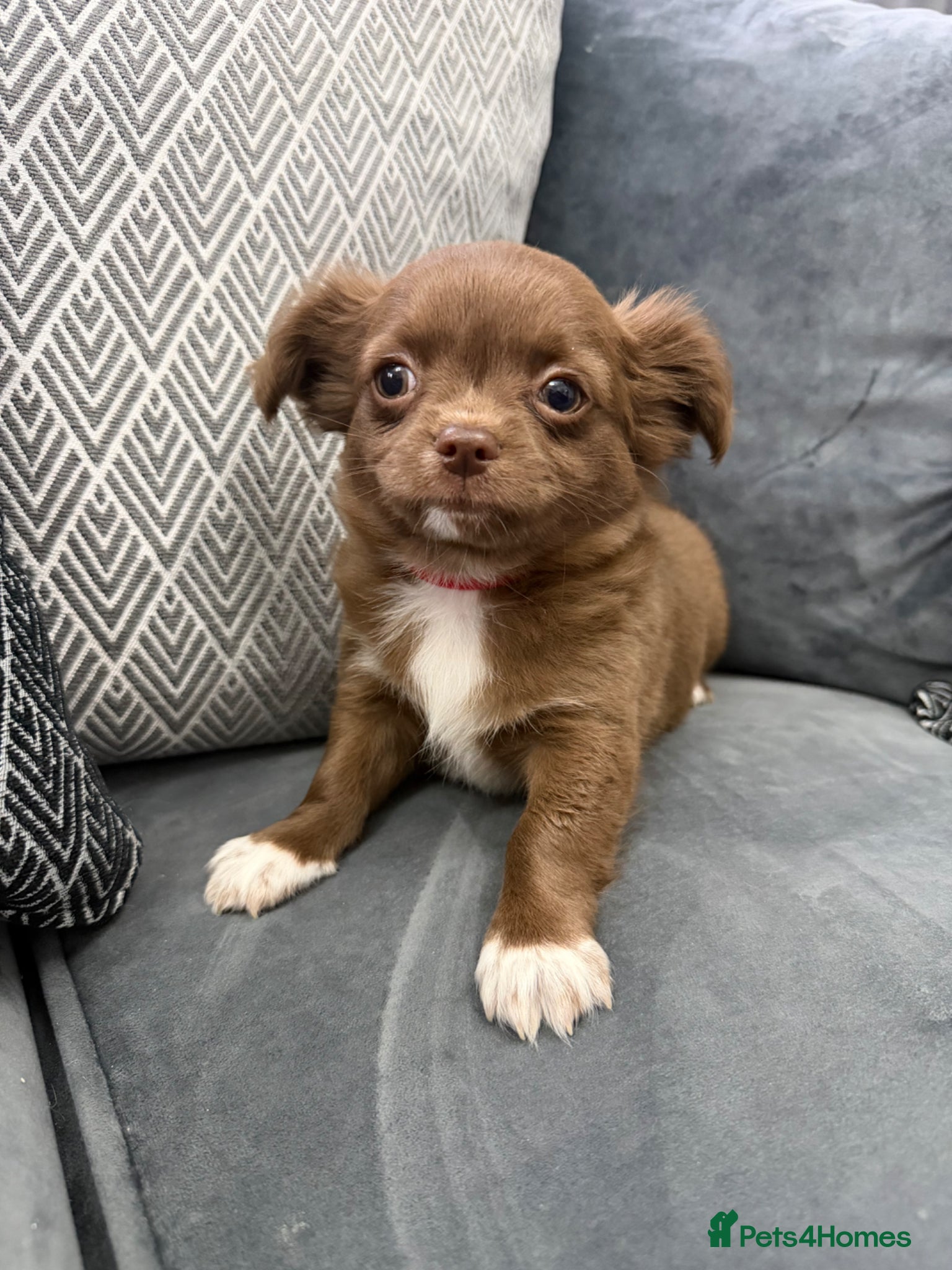 Chihuahua dogs 1 Beautiful Male Long Coat Chihuahua Pup Left - Advert 9