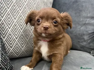 Chihuahua dogs 1 Beautiful Male Long Coat Chihuahua Pup Left - Advert 9