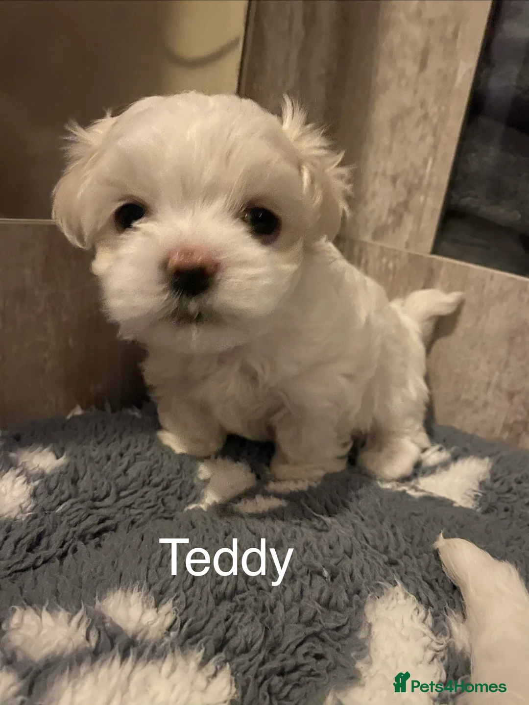 Maltese dogs for sale: Adorable KC registered Maltese puppies😍 - Advert 2