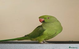 Ringnecks birds for sale: Peach she's a lovely ringneck - Image 3