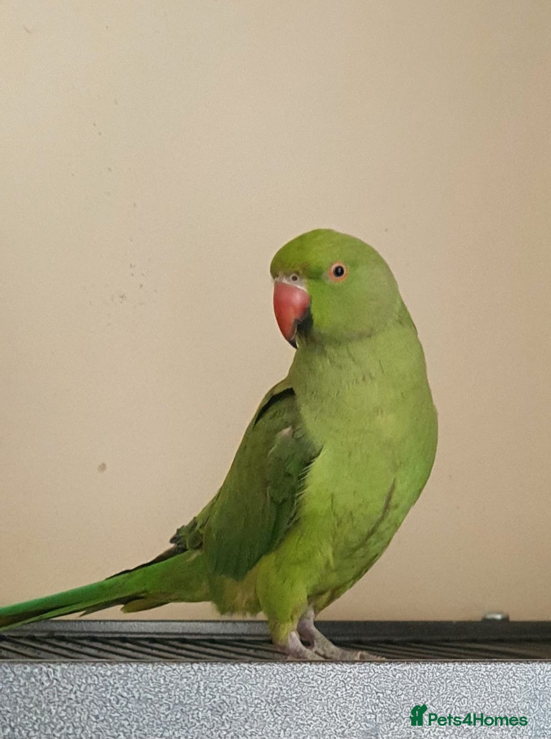 Ringnecks birds for sale: Peach she's a lovely ringneck - Image 3
