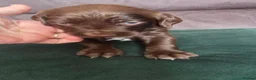 Sprocker dogs for sale: Sprocker spaniel puppies  - Advert 13