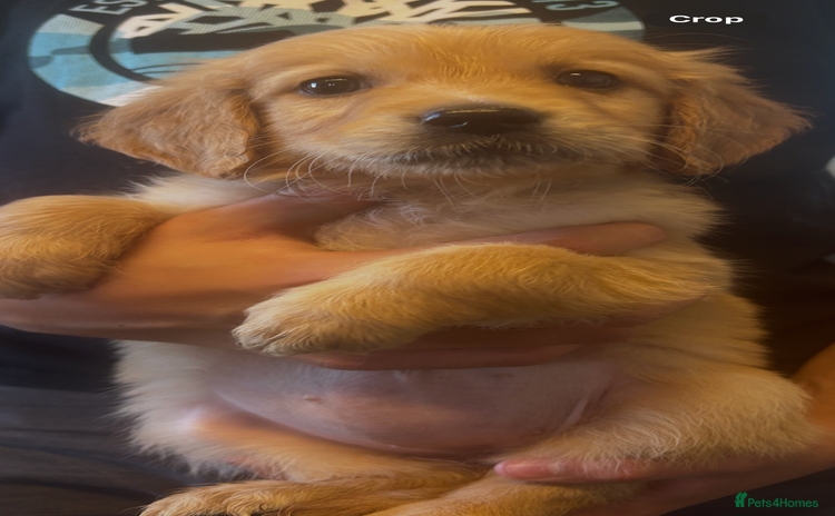 Golden Retriever dogs - Advert 3