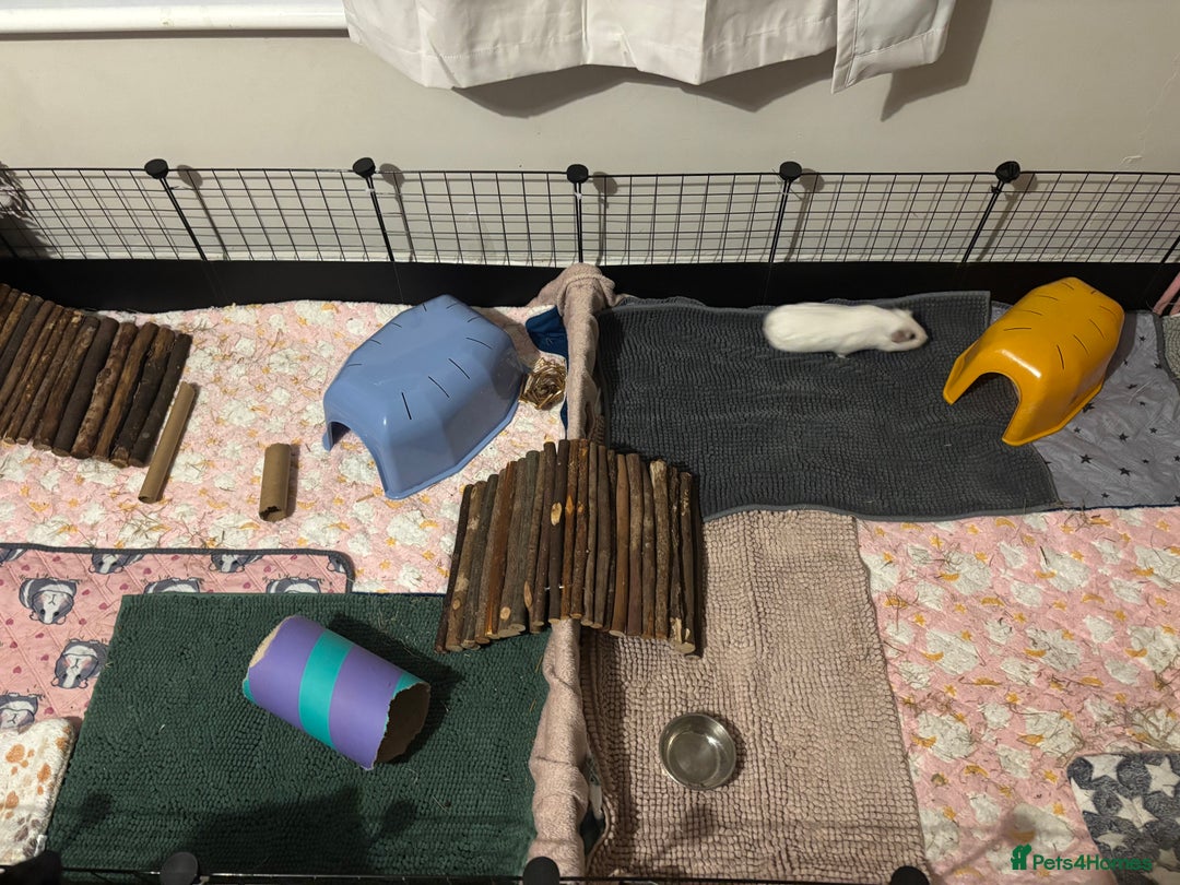 Guinea Pig rodents for sale: Four Guinea Pigs with Set Up and Accessories - Image 6