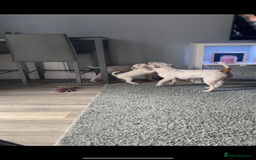 Parson Russell dogs for sale: Champion Bred Parson Puppies in Lanark - Image 12