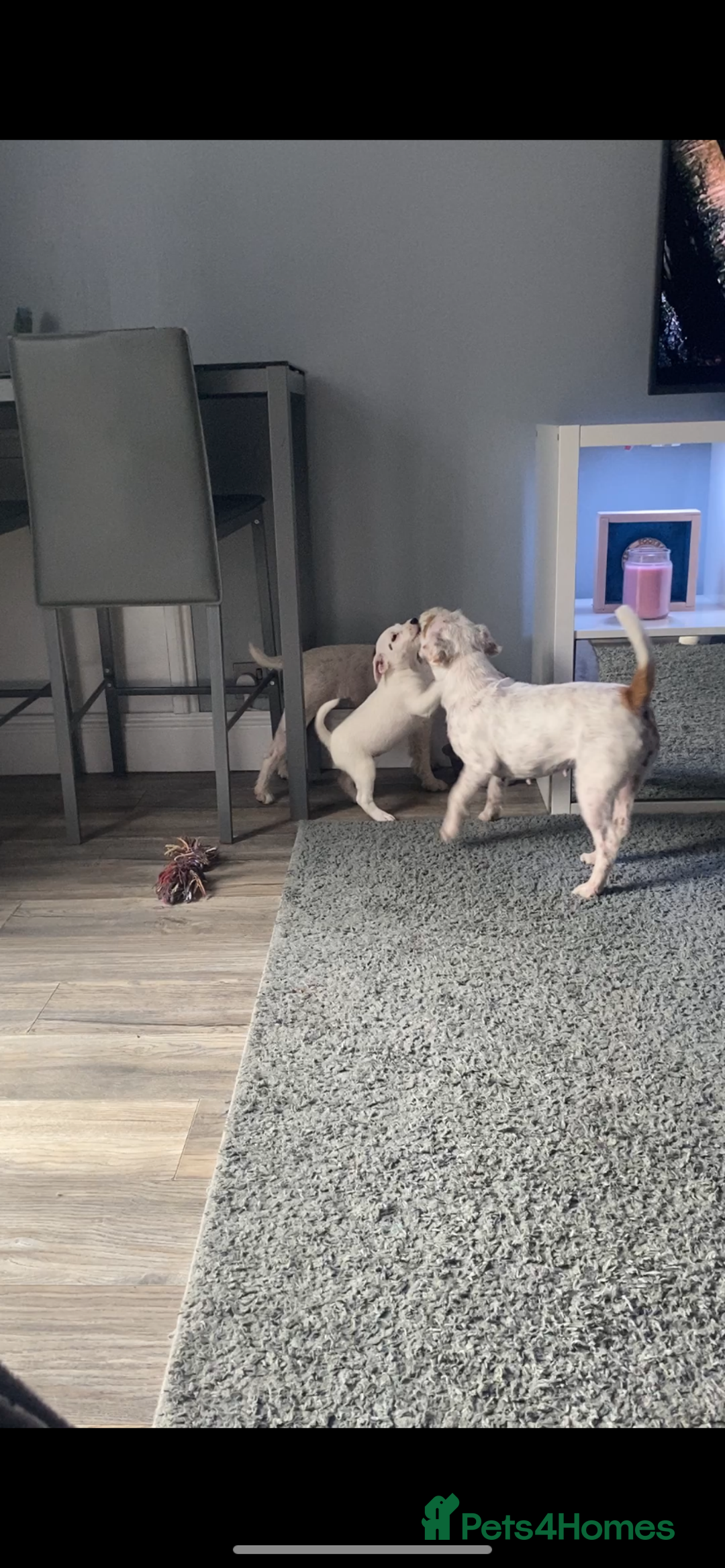 Parson Russell dogs for sale: Champion Bred Parson Puppies in Lanark - Image 12