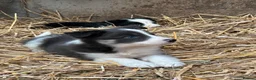 Border Collie dogs for sale: 7 collie puppies for sale  in Okehampton - Advert 15