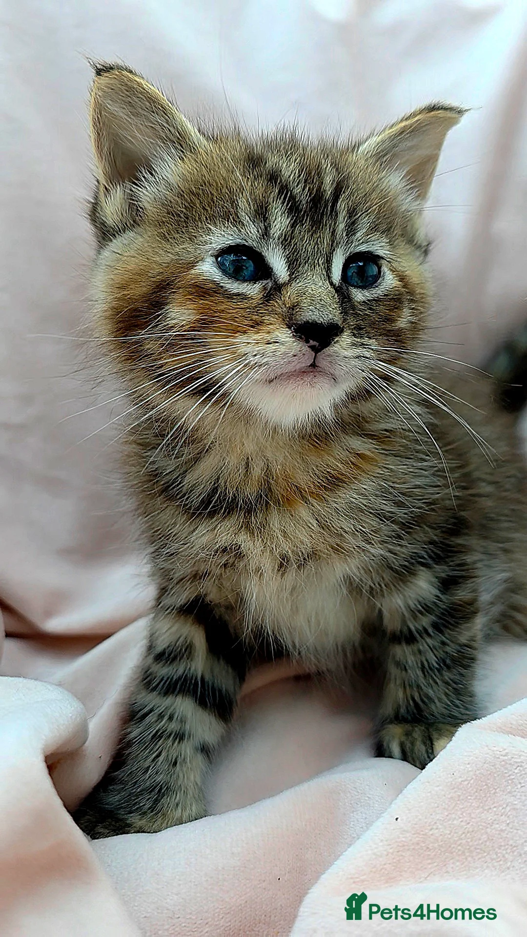 Mixed Breed cats for sale: Maine Coon X Kittens for Sale  - Advert 10