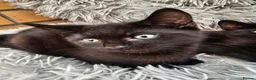 Mixed Breed cats for sale: 2 beautiful dark chocolate colloured boys  - Advert 6