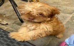 Mixed Breed dogs for sale: ADORABLE LITTER OF SHIH TZU/CHIHUAHUAS - Image 2