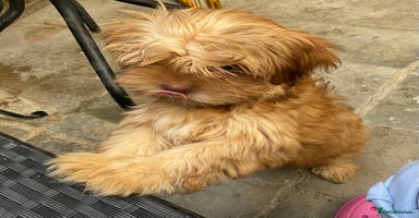 Mixed Breed dogs - Advert 3