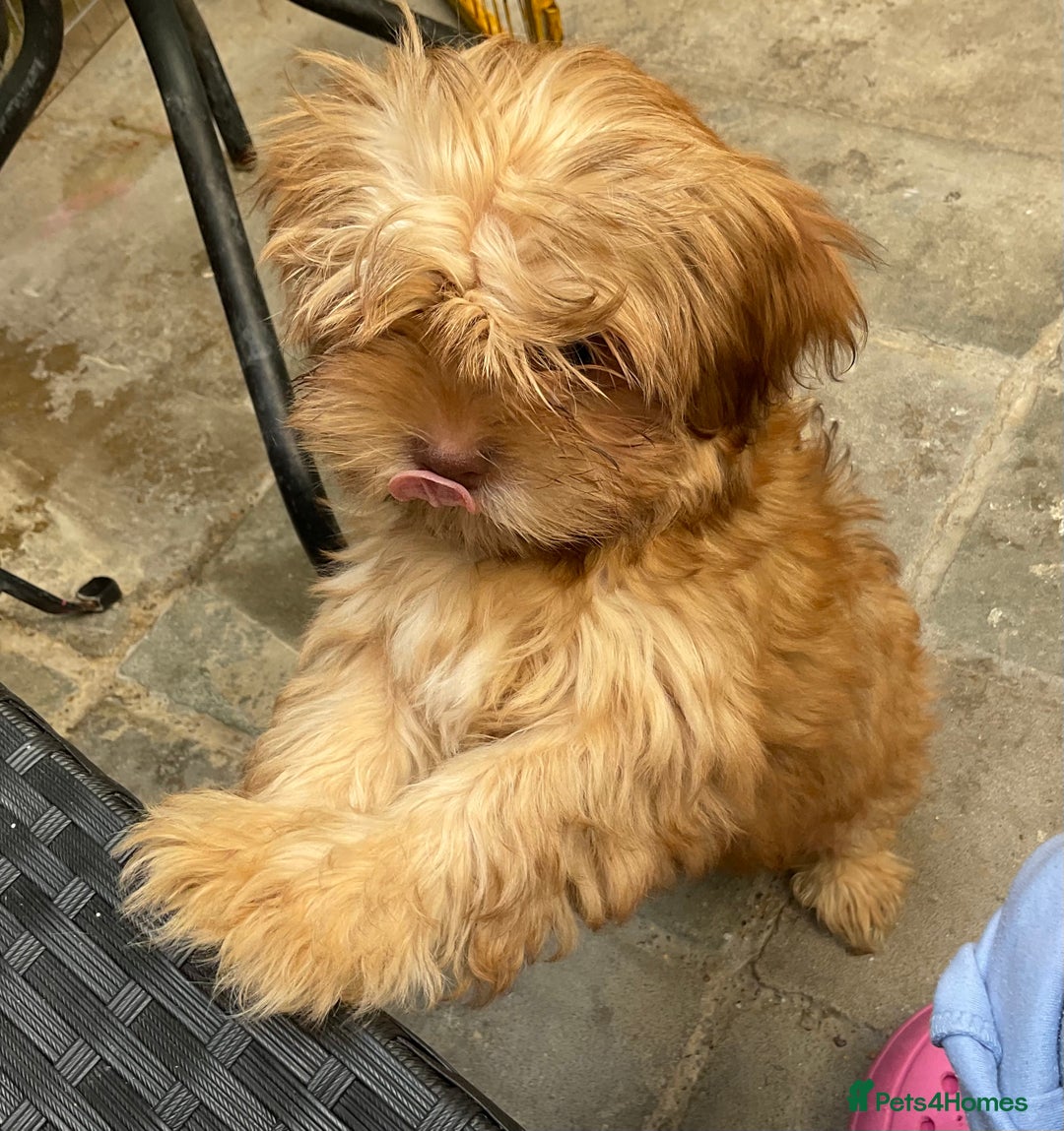 Mixed Breed dogs for sale: ADORABLE LITTER OF SHIH TZU/CHIHUAHUAS - Image 2