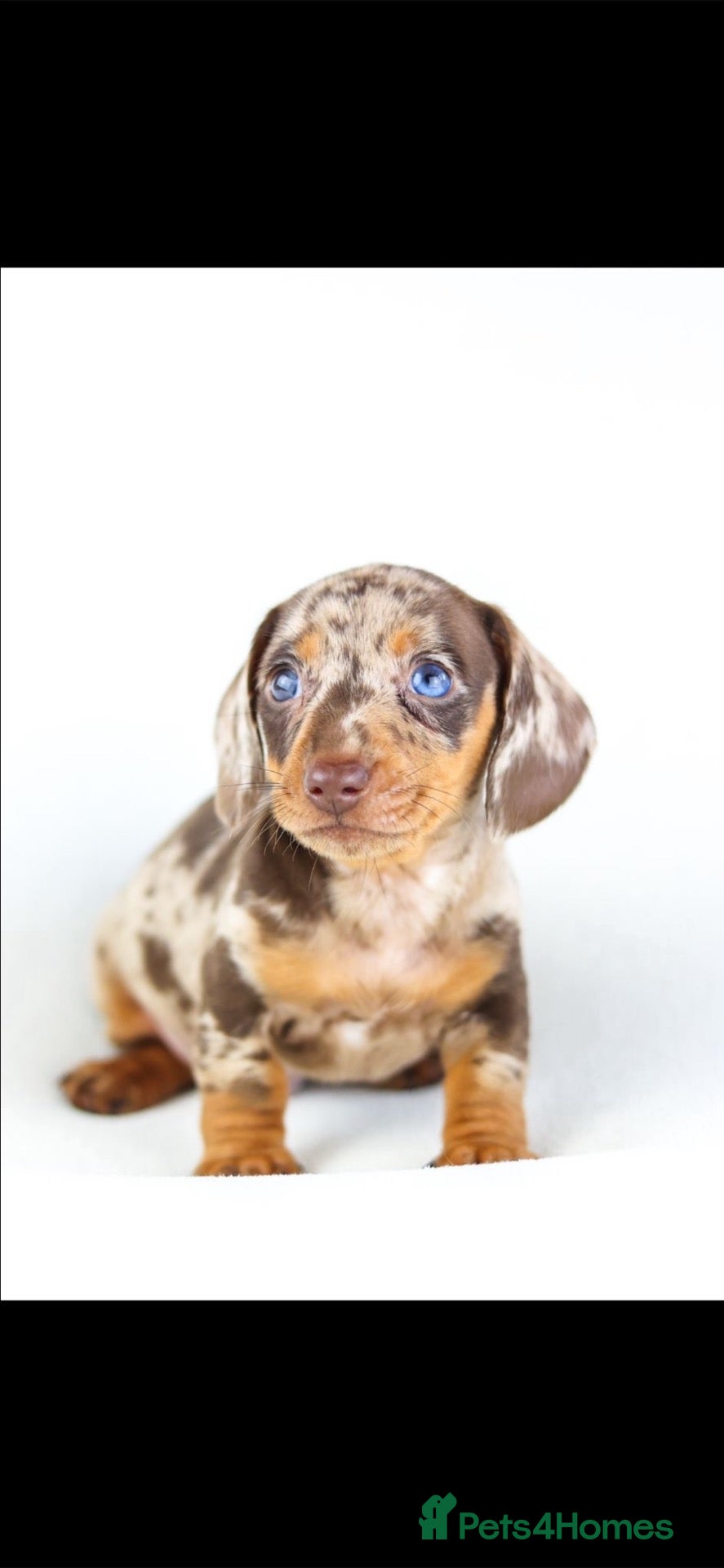 Miniature Dachshund dogs Quality miniature DACHSHUNDS - Advert 1