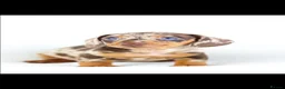 Miniature Dachshund dogs for sale: Quality miniature DACHSHUNDS - Advert 1