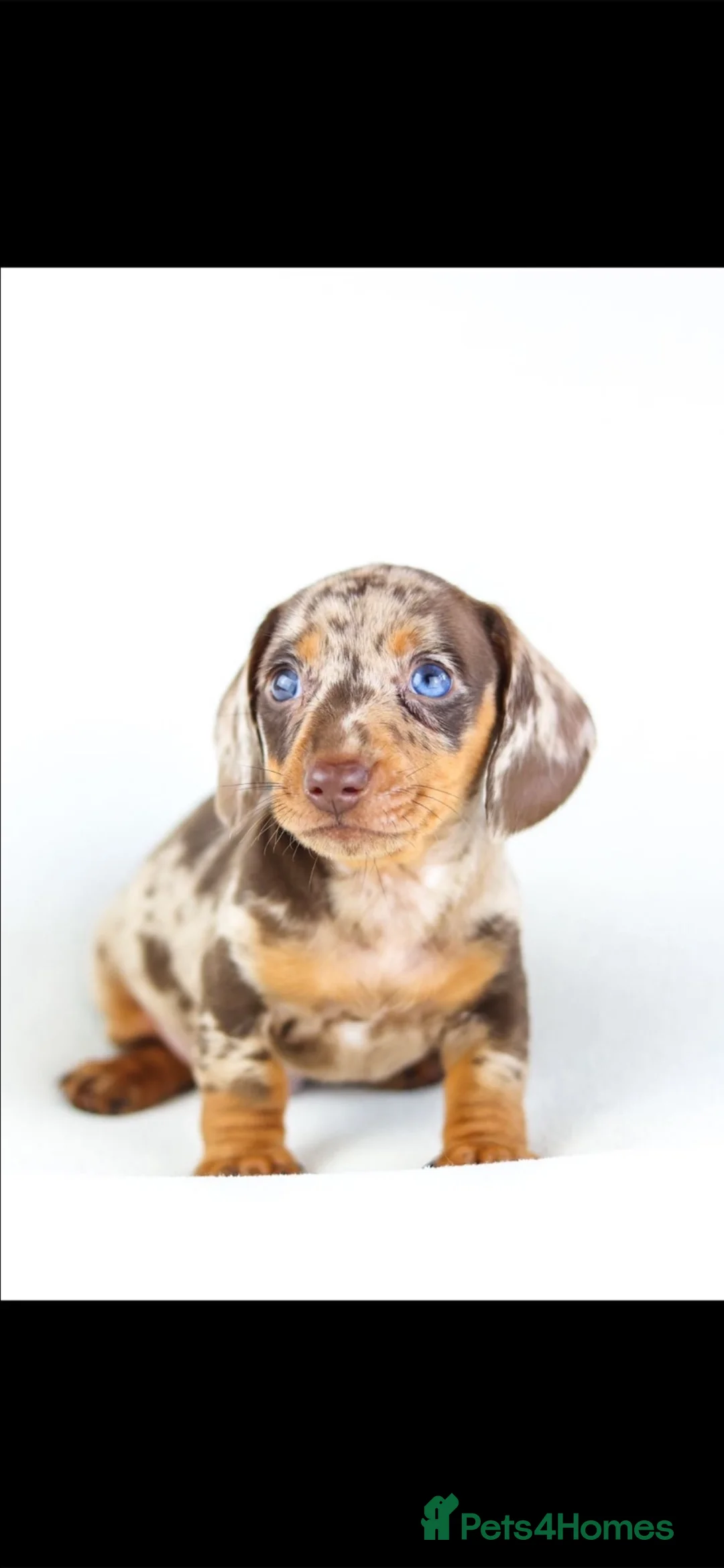 Miniature Dachshund dogs for sale: Quality miniature DACHSHUNDS - Advert 1