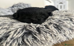 Cavapoo dogs for sale: ONLY our clever little Ricki left!  - Image 15