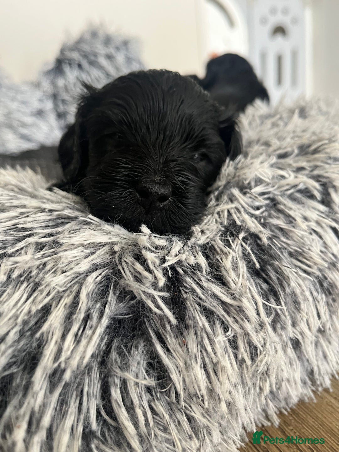 Cavapoo dogs for sale: ONLY our clever little Ricki left!  - Image 15