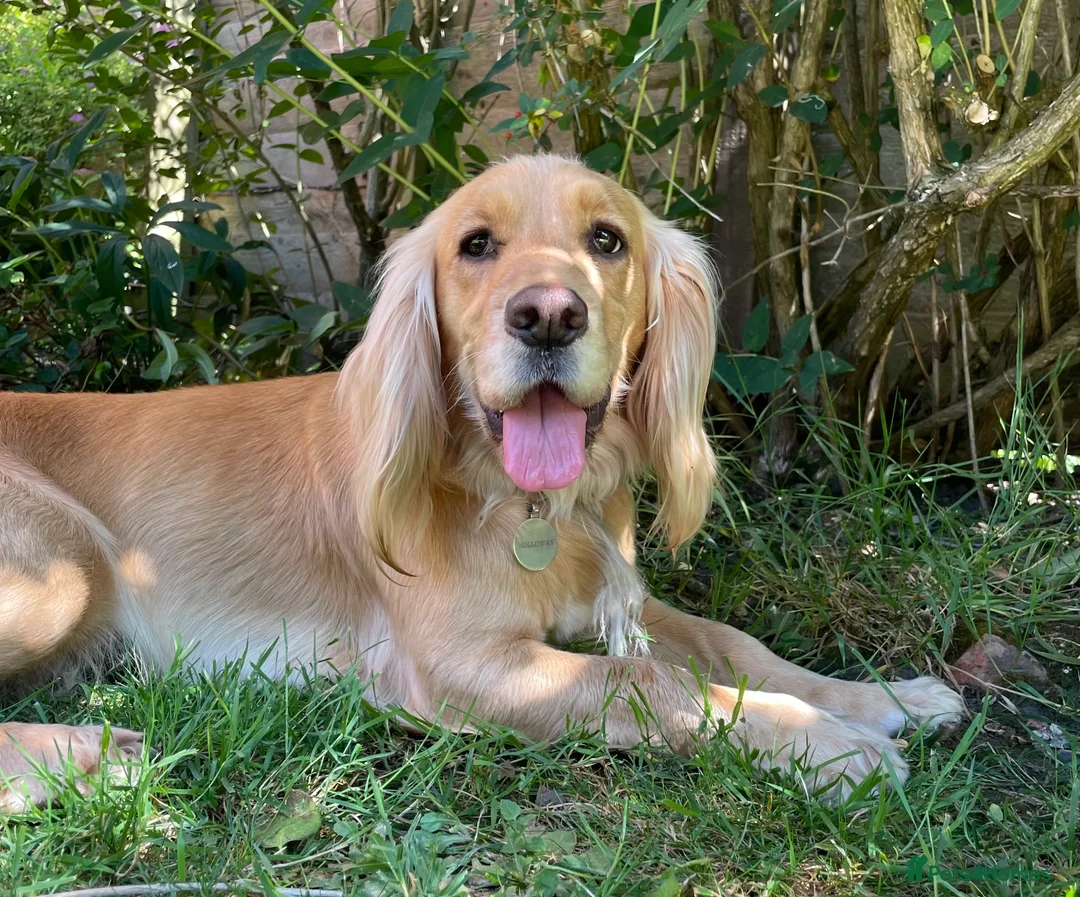 Cocker Spaniel dogs for sale: Stunning LEMON KC Reg Working Cocker Spaniel pups - Advert 4