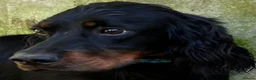 Gordon Setter dogs for adoption: Aillen - Advert 10