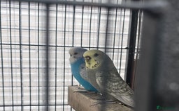 Budgerigars birds for sale: Budgies  - Image 22