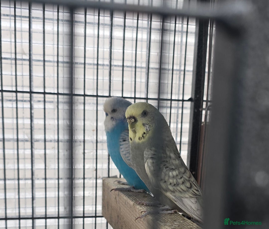 Budgerigars birds for sale: Budgies  - Image 22