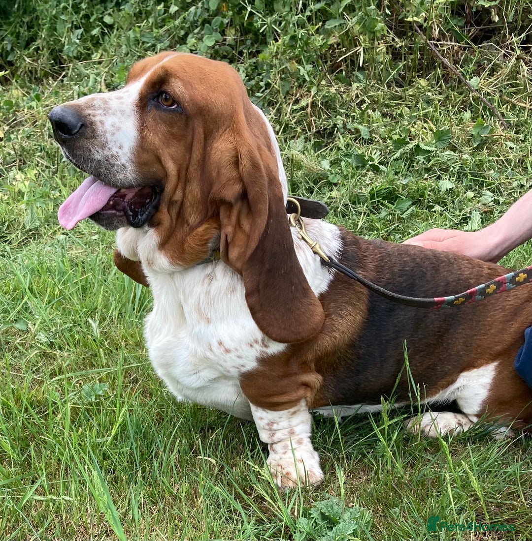 Mixed Breed dogs for sale: Dachshund x basset hound  - Image 11