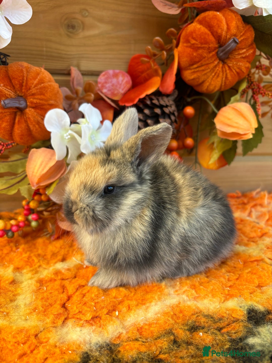 Mini Lop rabbits for sale: Friendly Mini Lops - Image 4
