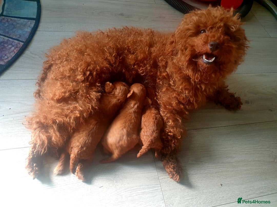 Toy Poodle dogs for sale: Adorable Toy Poodle Famiky pets  - Image 4