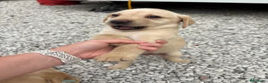 Labrador Retriever 7