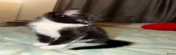 Domestic Shorthair cats for sale: Oreo💙 & Pookie💕 - Advert 2