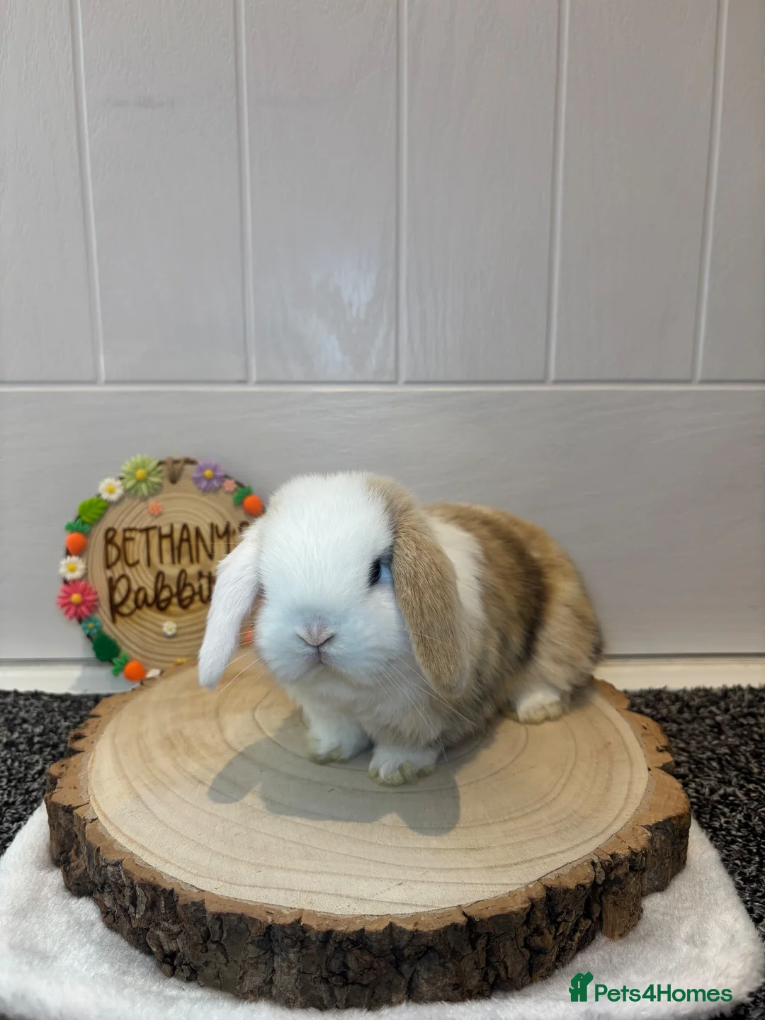 Mini Lop rabbits for sale: Beautiful Mini Lop Doe 🤍🐰 - Advert 2