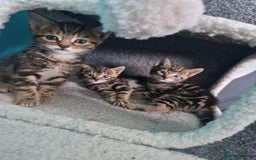 Bengal cats for sale: Bengal tabby mix kittens - Image 9