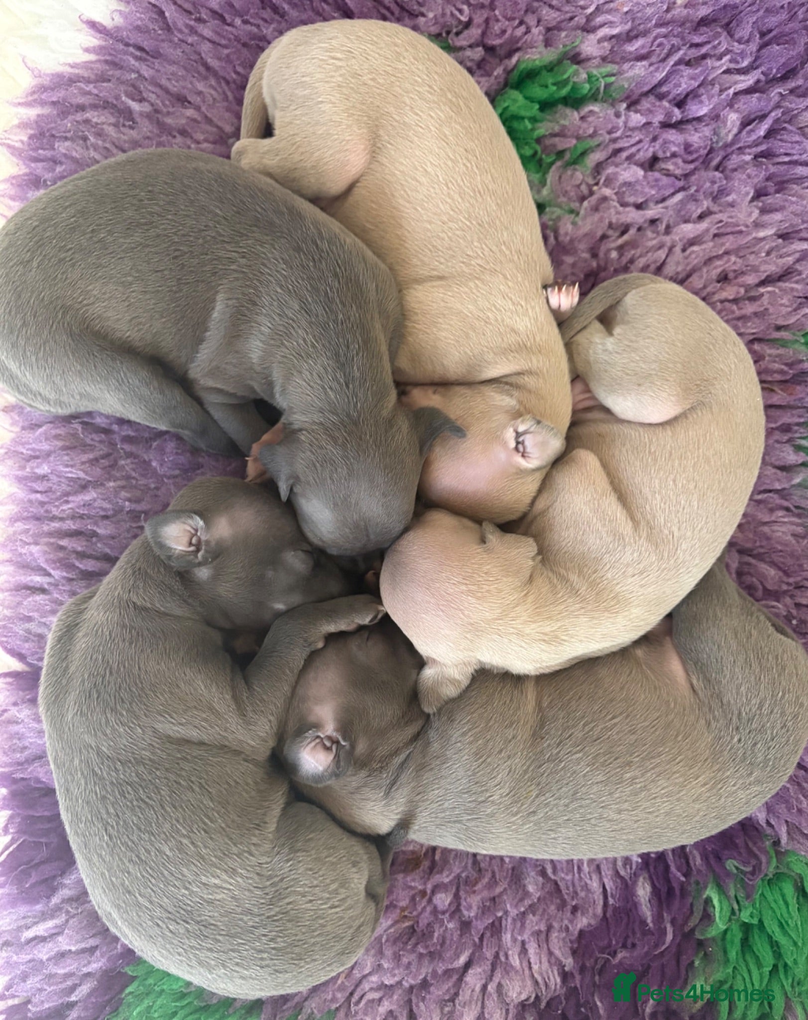 Italian Greyhound dogs Only one left. KC registered Italian Greyhounds - Advert 9