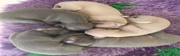 Italian Greyhound dogs for sale: Only one left. KC registered Italian Greyhounds - Advert 3