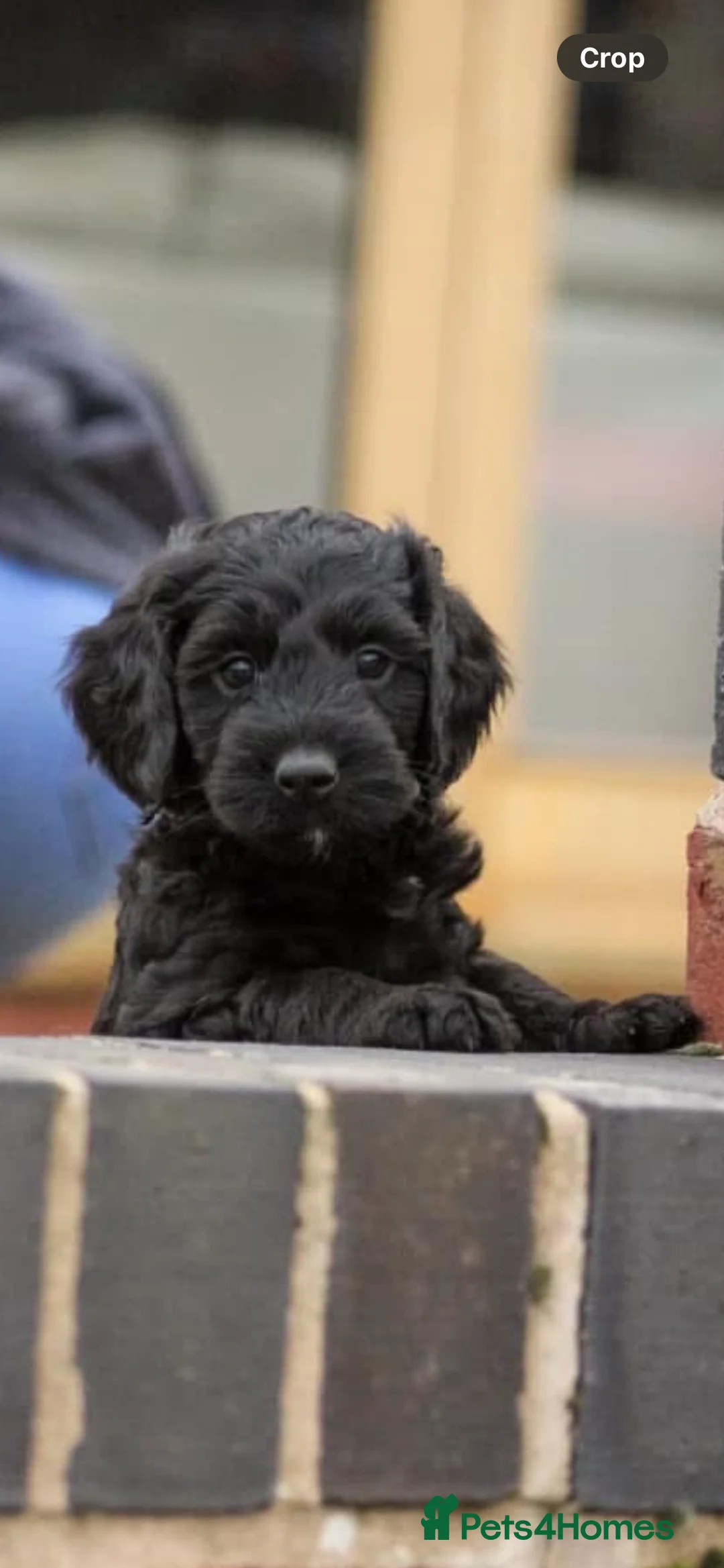 Cockapoo dogs for sale: Gorgeous F1 cockapoos🥰🥰 - Advert 1