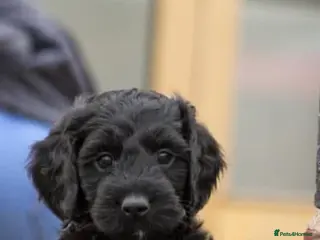 Cockapoo dogs Gorgeous F1 cockapoos🥰🥰 - Advert 4