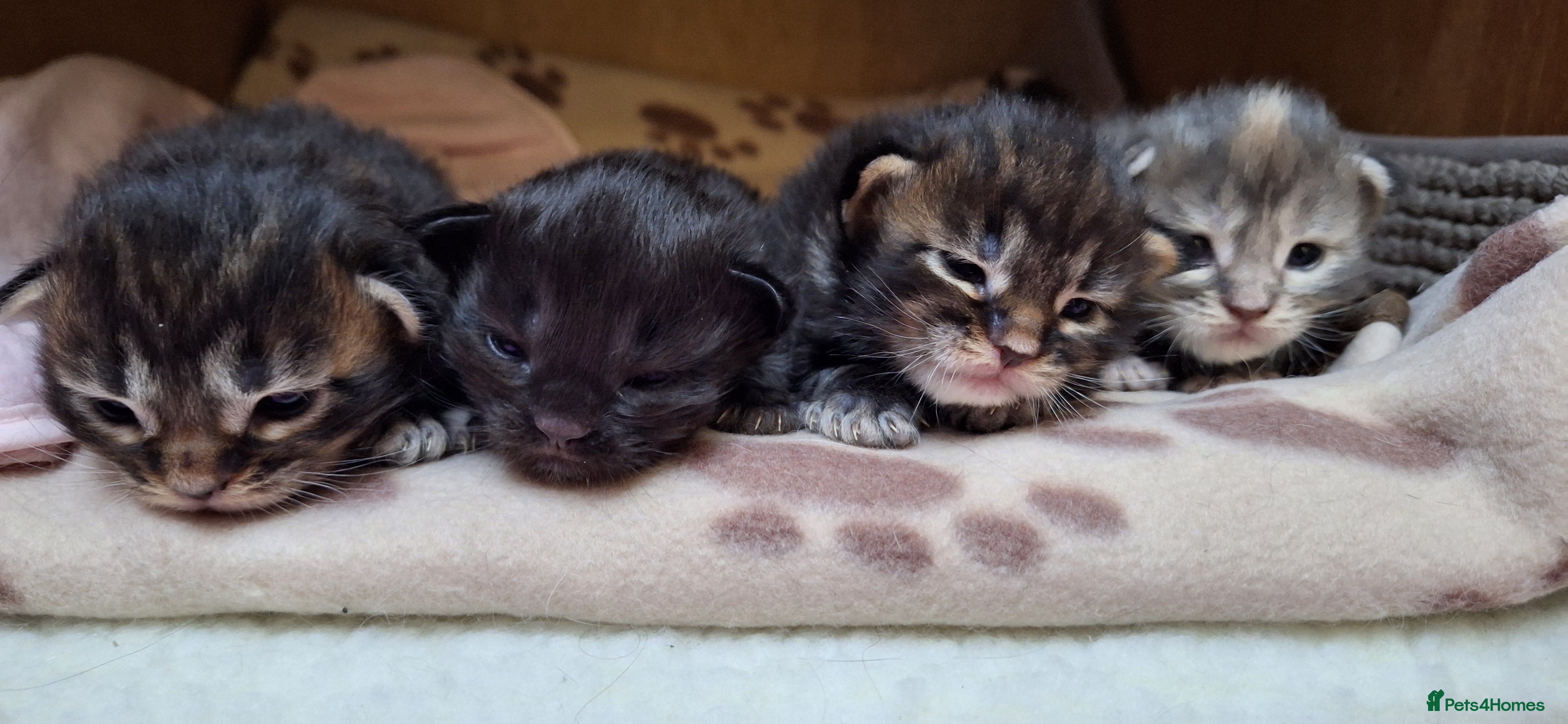 Maine Coon cats 😻 Ready Soon Gorgeous Maine Coon Kittens 😻 - Advert 1