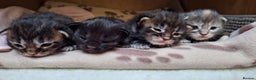 Maine Coon cats for sale: 😻 Ready Soon Gorgeous Maine Coon Kittens 😻 - Advert 1