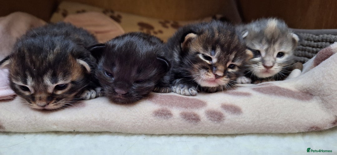 Maine Coon cats for sale: 😻 Ready Soon Gorgeous Maine Coon Kittens 😻 - Advert 1