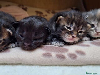 Maine Coon cats 😻 Ready Soon Gorgeous Maine Coon Kittens 😻 - Advert 1