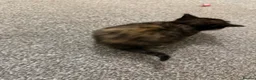 Brazilian Shorthair cats for sale: 3 beautiful english short hair 😍 in Newbury - Advert 4