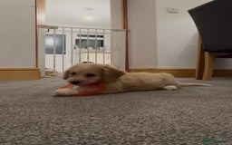 Mixed Breed dogs for sale: Blondie 🎀 - Advert 4